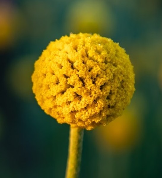 Craspedia globosa Billy Button